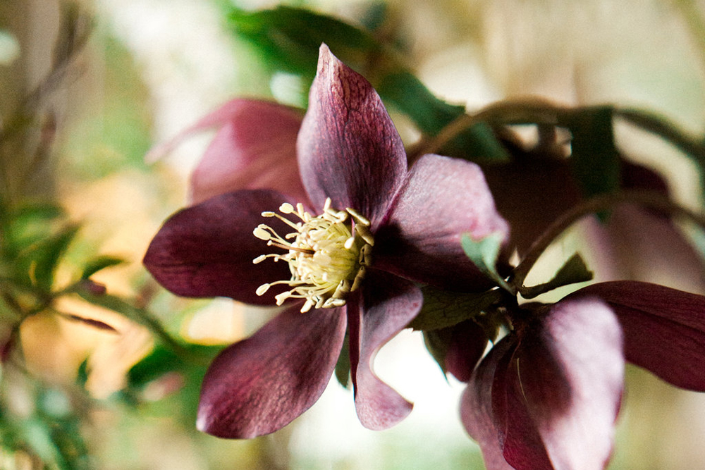 Fleursdefee Chateau De Varennes Bourgogne Celine Chhuon Photography 20